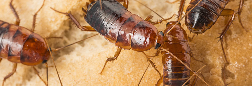 débarrassage des cafards et blattes