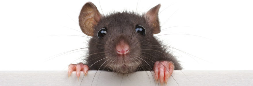 Lutte contre les rats