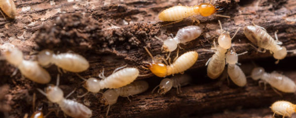 Termites