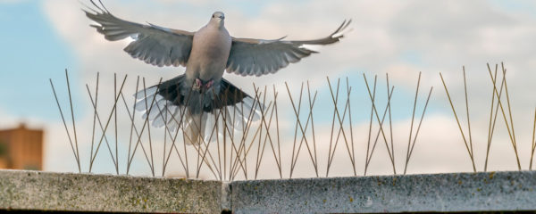 anti-pigeons