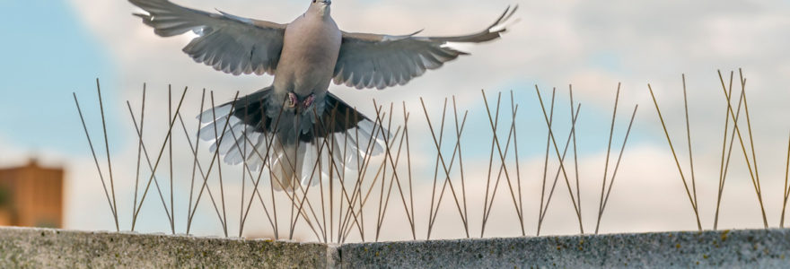 anti-pigeons